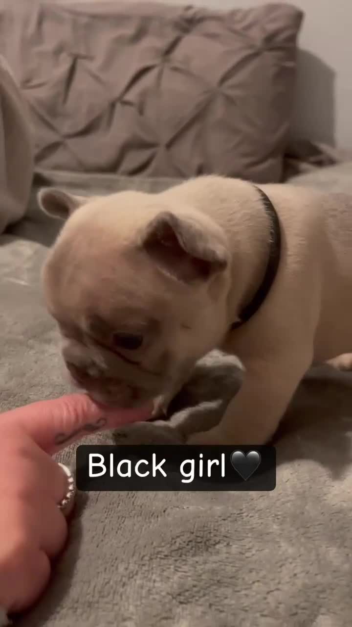 French Bulldog dogs for sale: Female French bulldog  - Video 1
