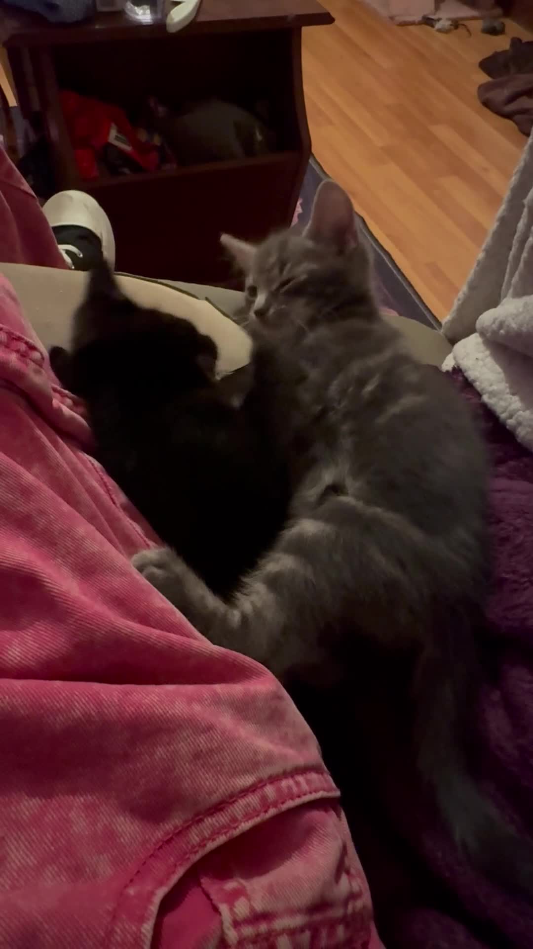 Mixed Breed cats for sale: 5 beautiful kittens - Video 1