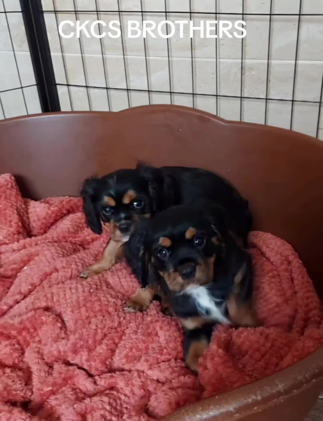 Cavalier King Charles Spaniel dogs for sale: GREAT QUALITY CKCS PUPPIES ( DWKC REGISTERED)/DNA - Video 1