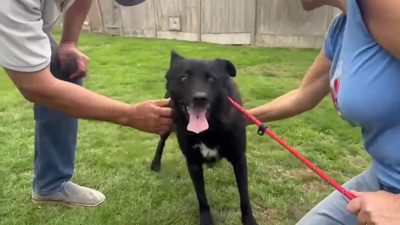 Mixed Breed dogs for adoption: JASMINE – Gorgeous Hungarian Mudi - Video 3