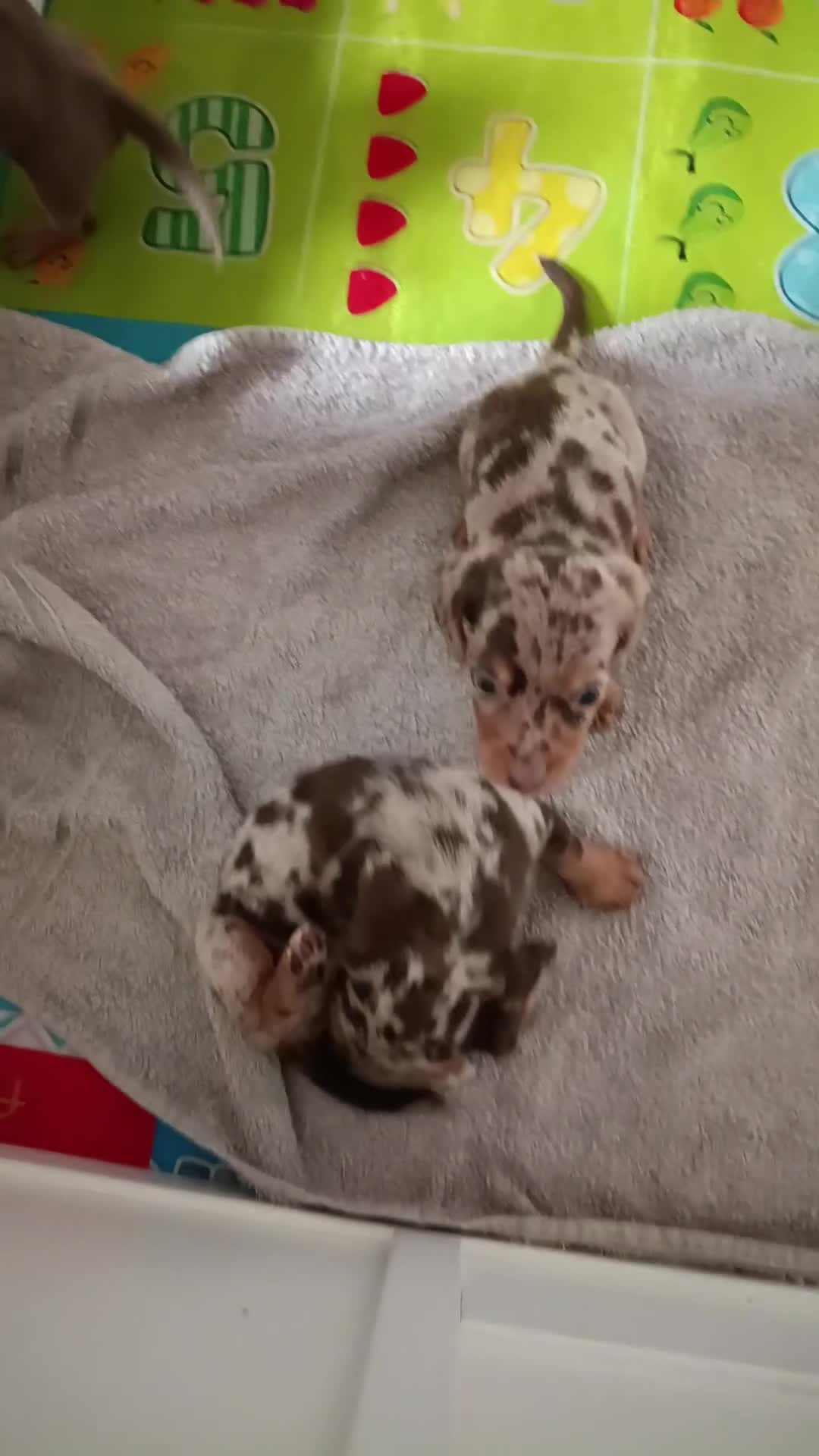 Dachshund dogs for sale: The most adorable daschund  in Liverpool - Video 3