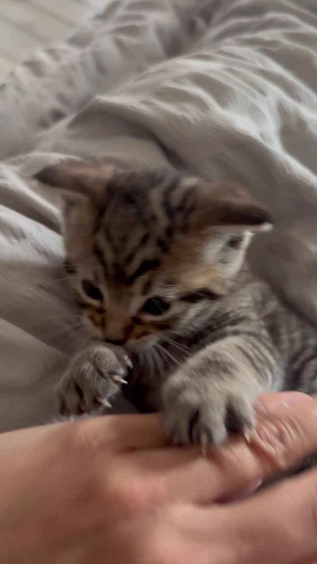 Mixed Breed cats for sale: Tabby Kitten - Video 1