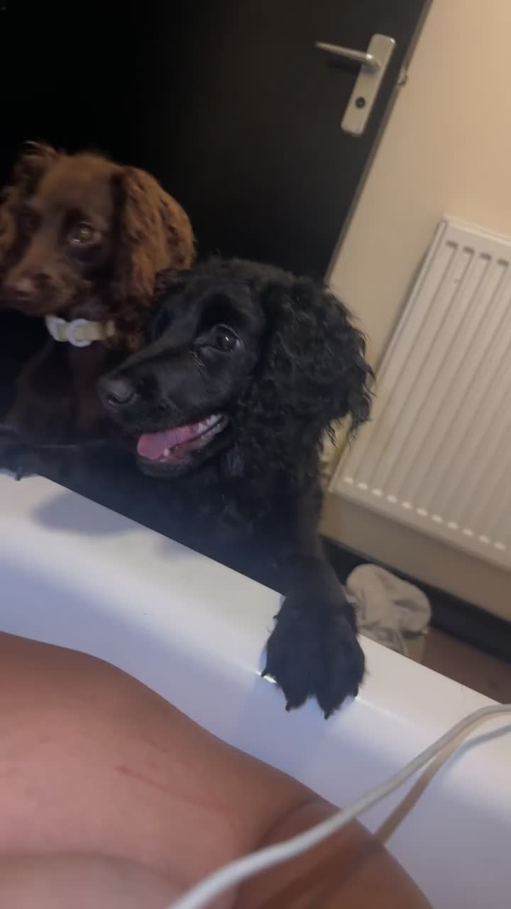 Cocker Spaniel dogs for sale: Male cocker spaniel  - Video 1
