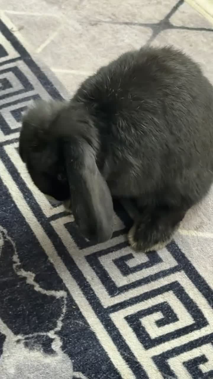 Mini Lop rabbits for sale: Mini Lop Girl for sale  - Video 1