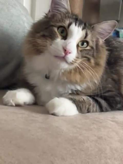 Norwegian Forest Cat cats for sale: Beautiful boy for loving home - Video 1