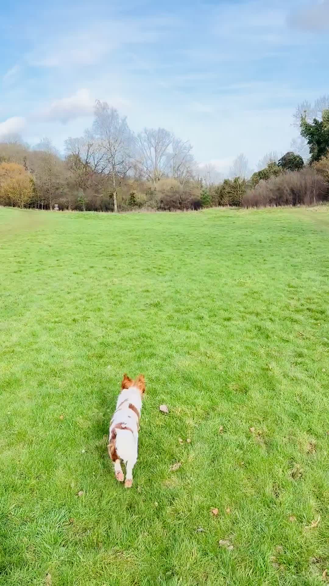 King Charles Spaniel dogs for sale: King Charles Spaniel Blehniem - Video 1