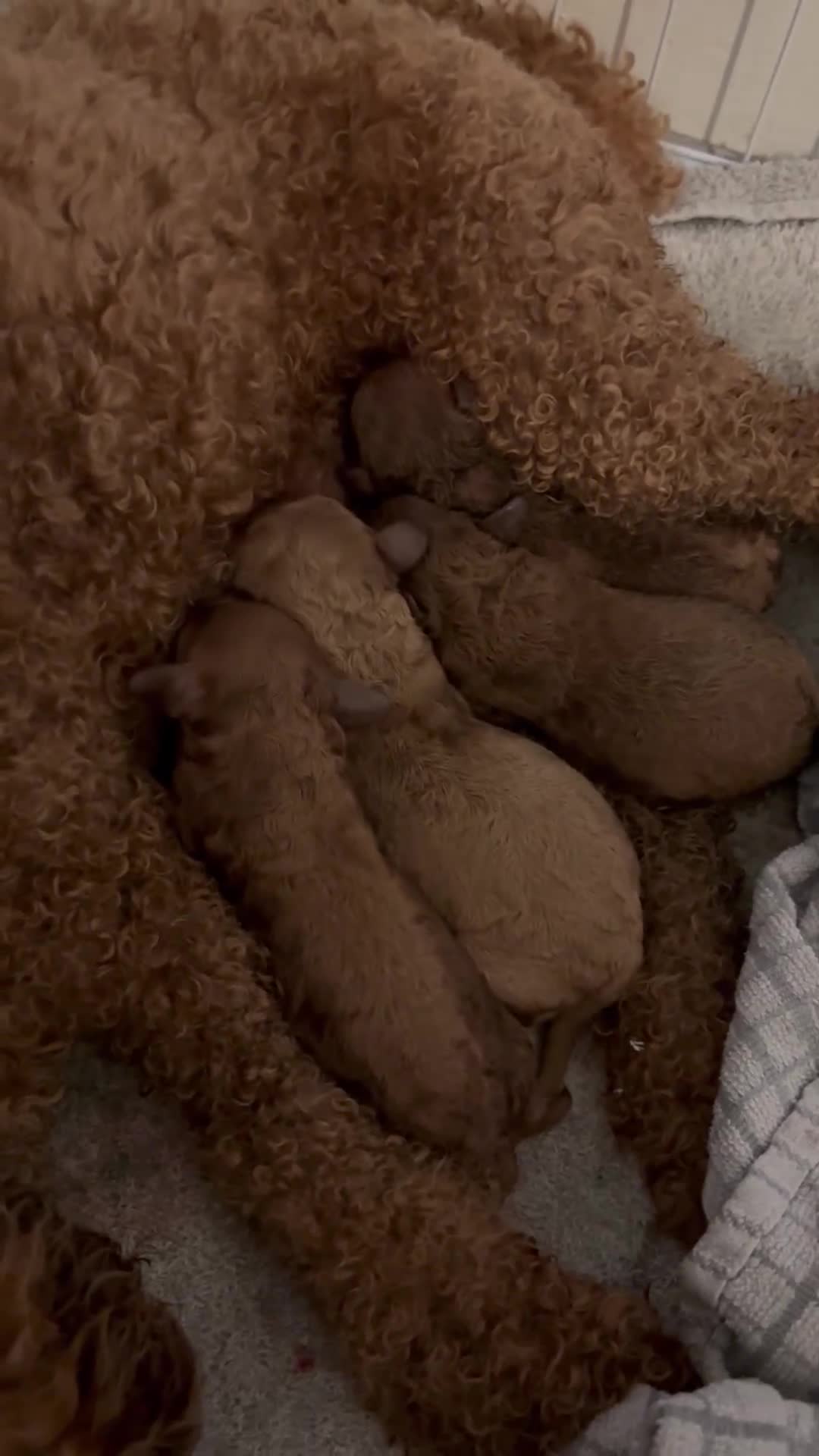 Poodle dogs for sale: Miniature Poodles - Video 1
