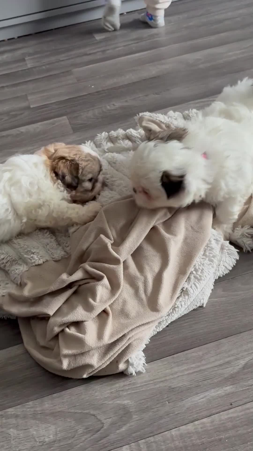 Shih Tzu dogs for sale: 4 Shih tzu girls  - Video 3