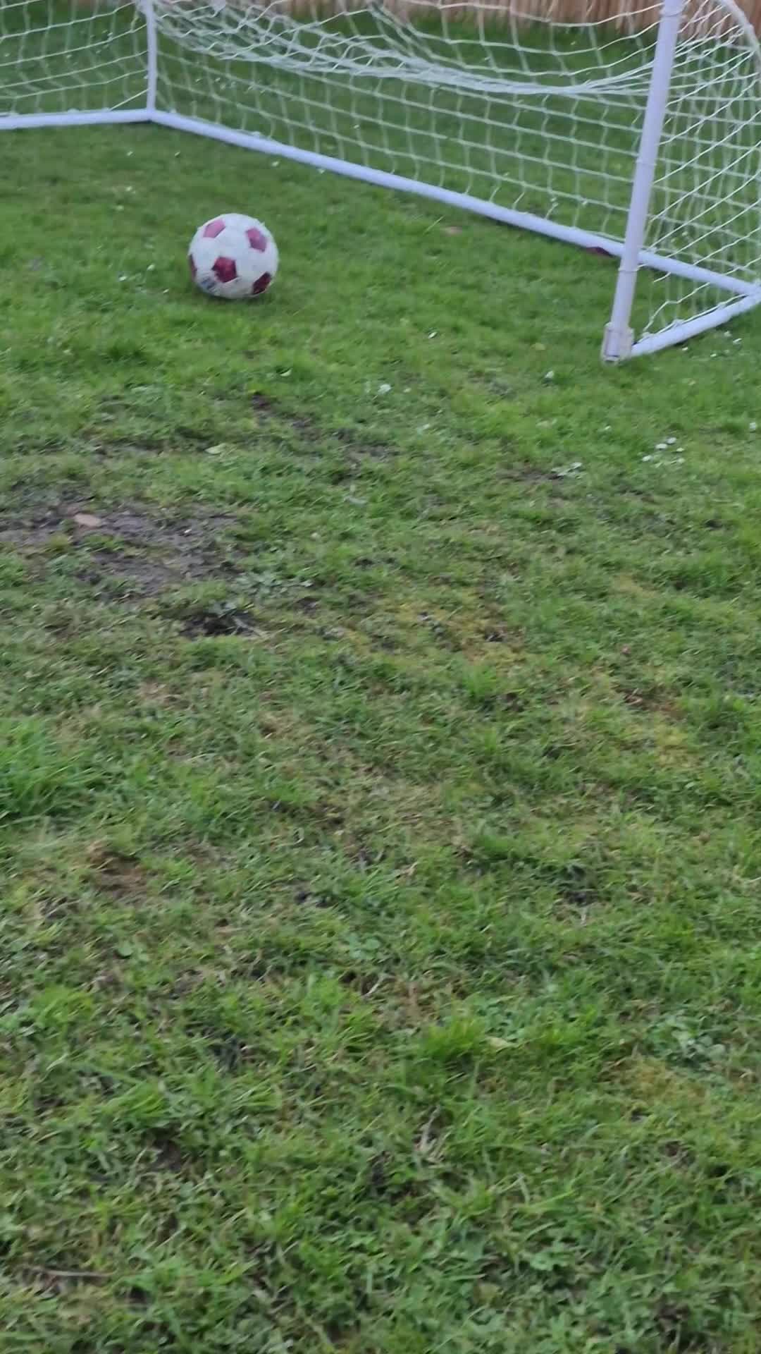 Chipoo dogs for sale: Rehoming - Video 2