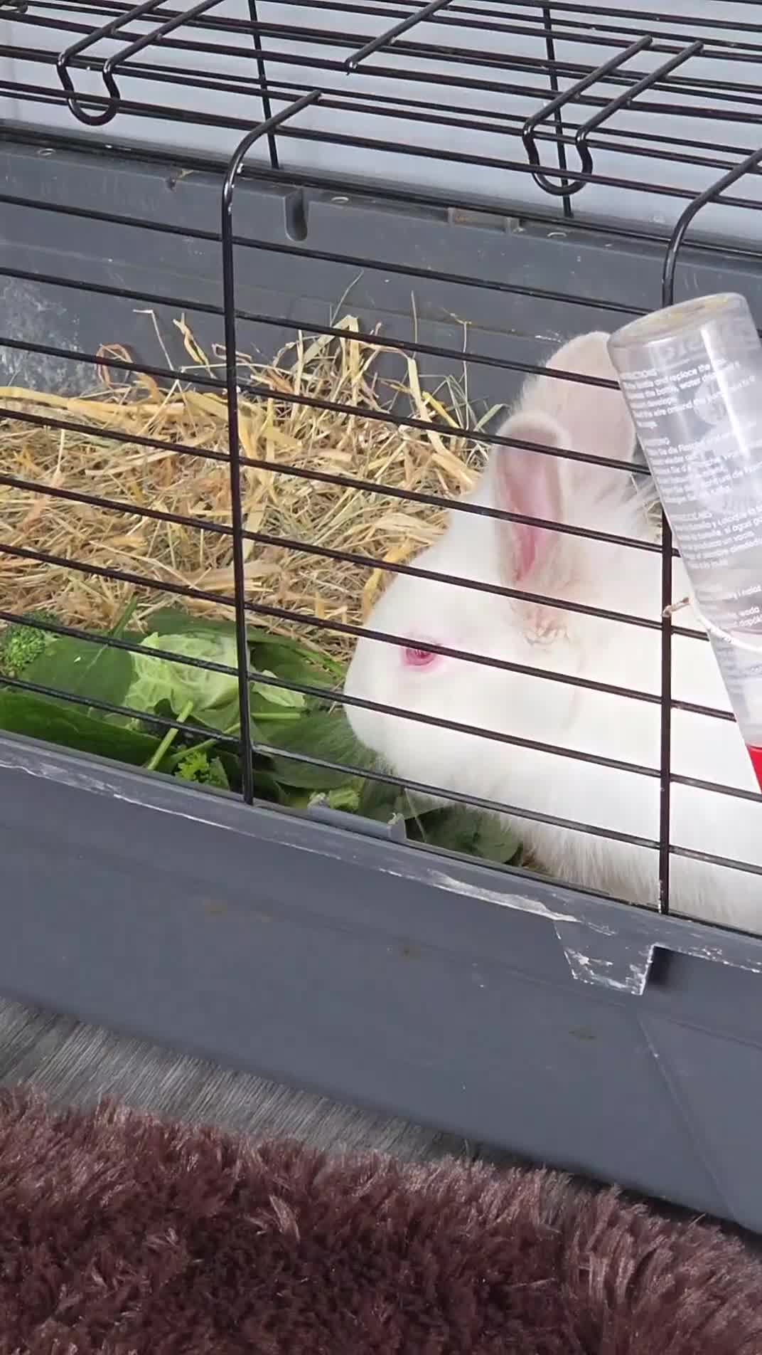 New Zealand rabbits for sale: FRANK 🐰 - THE NEW ZEALAND white💙 - Video 1