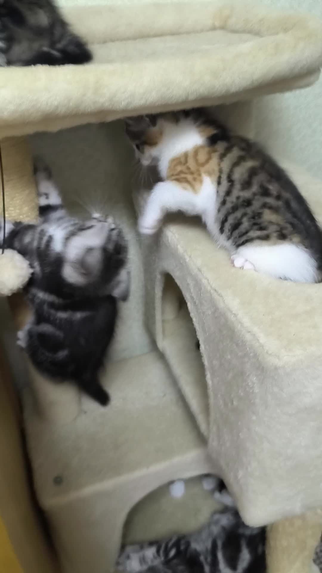 Mixed Breed cats for sale: Mixed bread kittens - Video 1