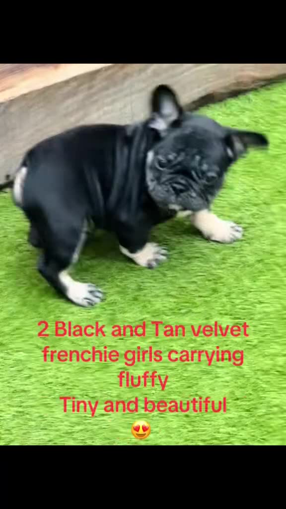 French Bulldog dogs for sale: French bulldog pups reduced what’s left now  - Video 1