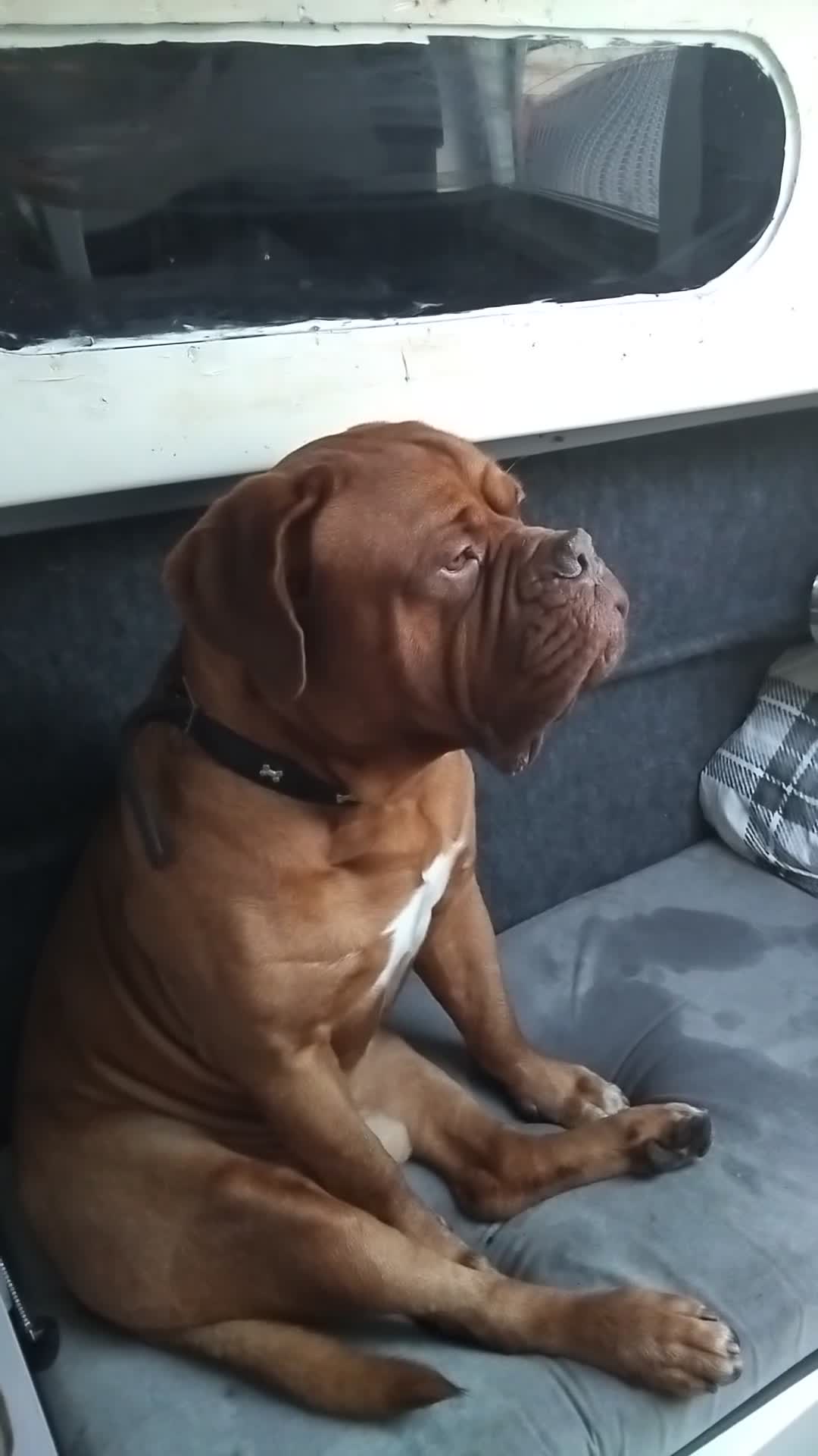 Dogue De Bordeaux dogs for stud: Up for stud - Video 1