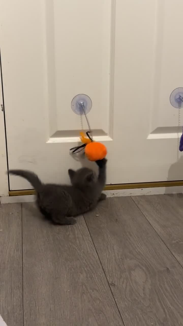 British Shorthair cats for sale: Last British Blue boy ♥️ - Video 1