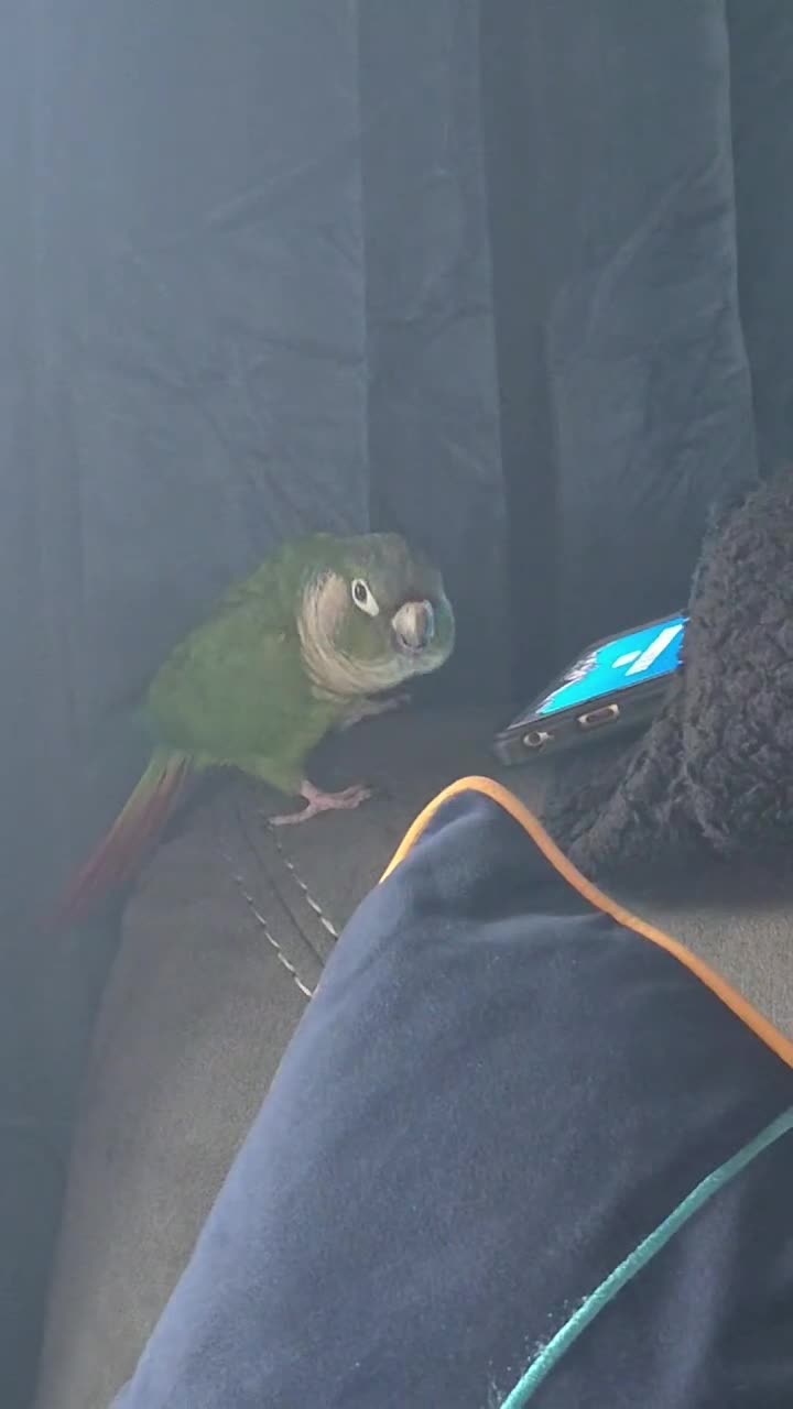 Conures birds for sale: Conure  - Video 1