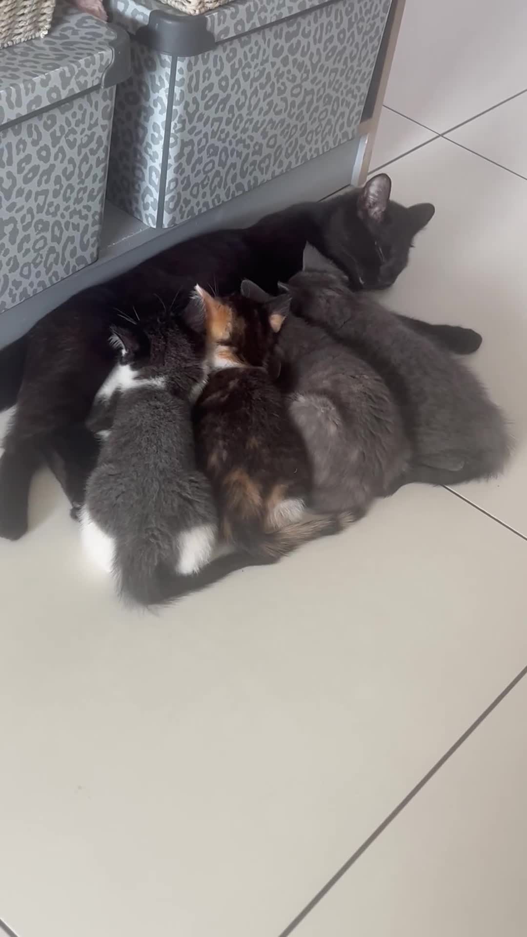 Mixed Breed cats for sale: Male kitten black and white - Video 2