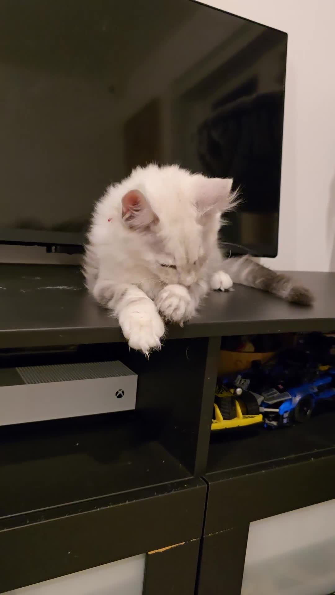 Maine Coon cats for sale: Large Silver Shaded Maine Coon kittens  - Video 1