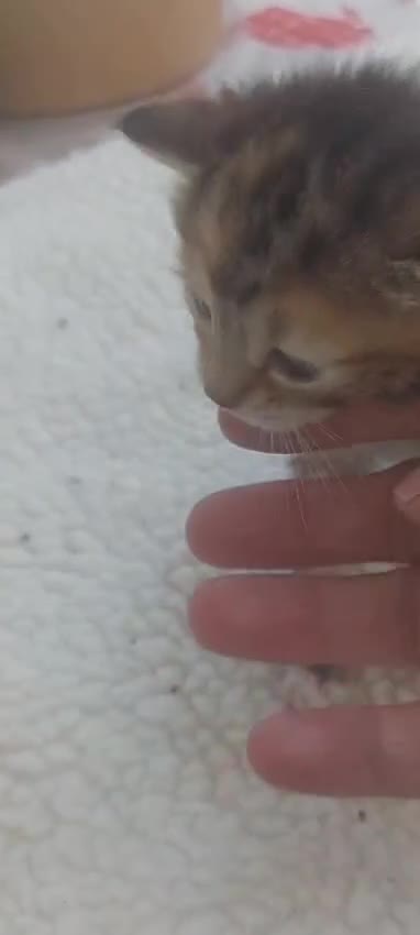 Ragdoll cats for sale: Very small size Rag Doll kittens.MumPersianRagDoll - Video 2