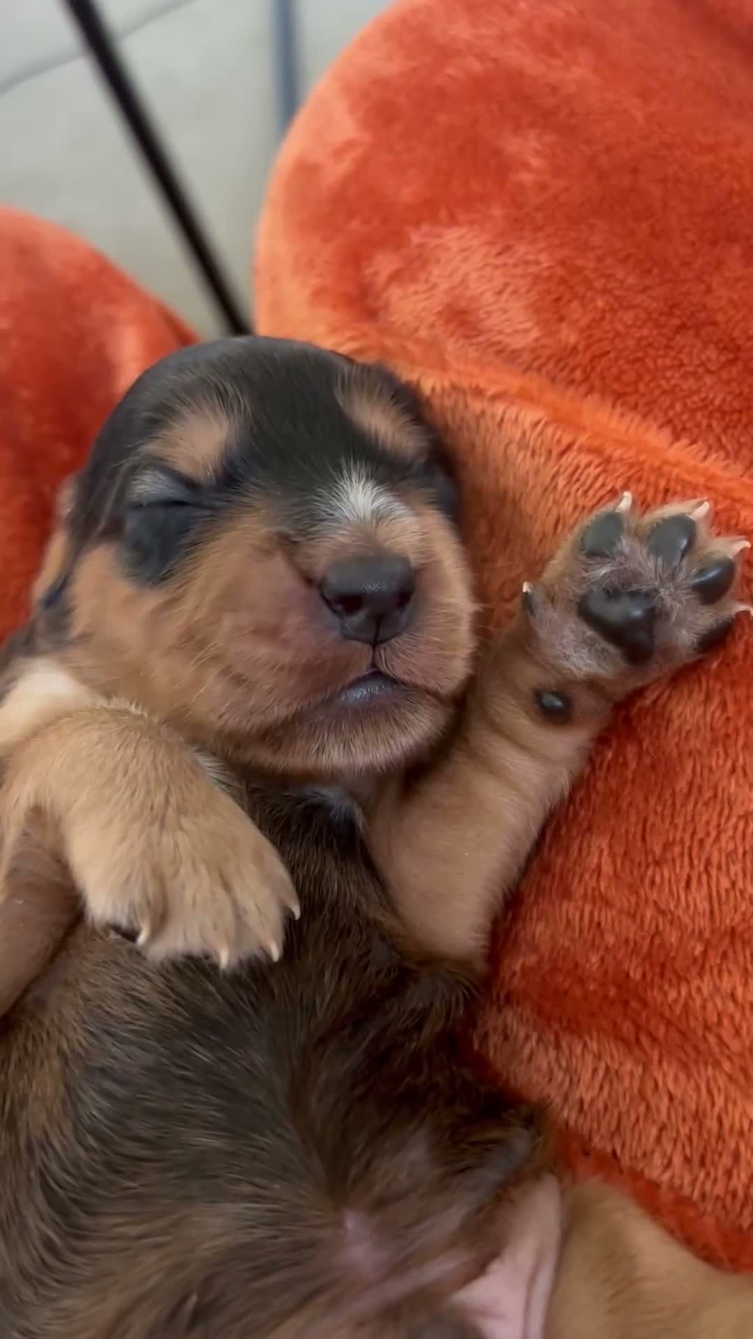Cocker Spaniel dogs for sale: ⭐ 2 BEAUTIFUL COCKER SPANIEL BOYS⭐ - Video 1