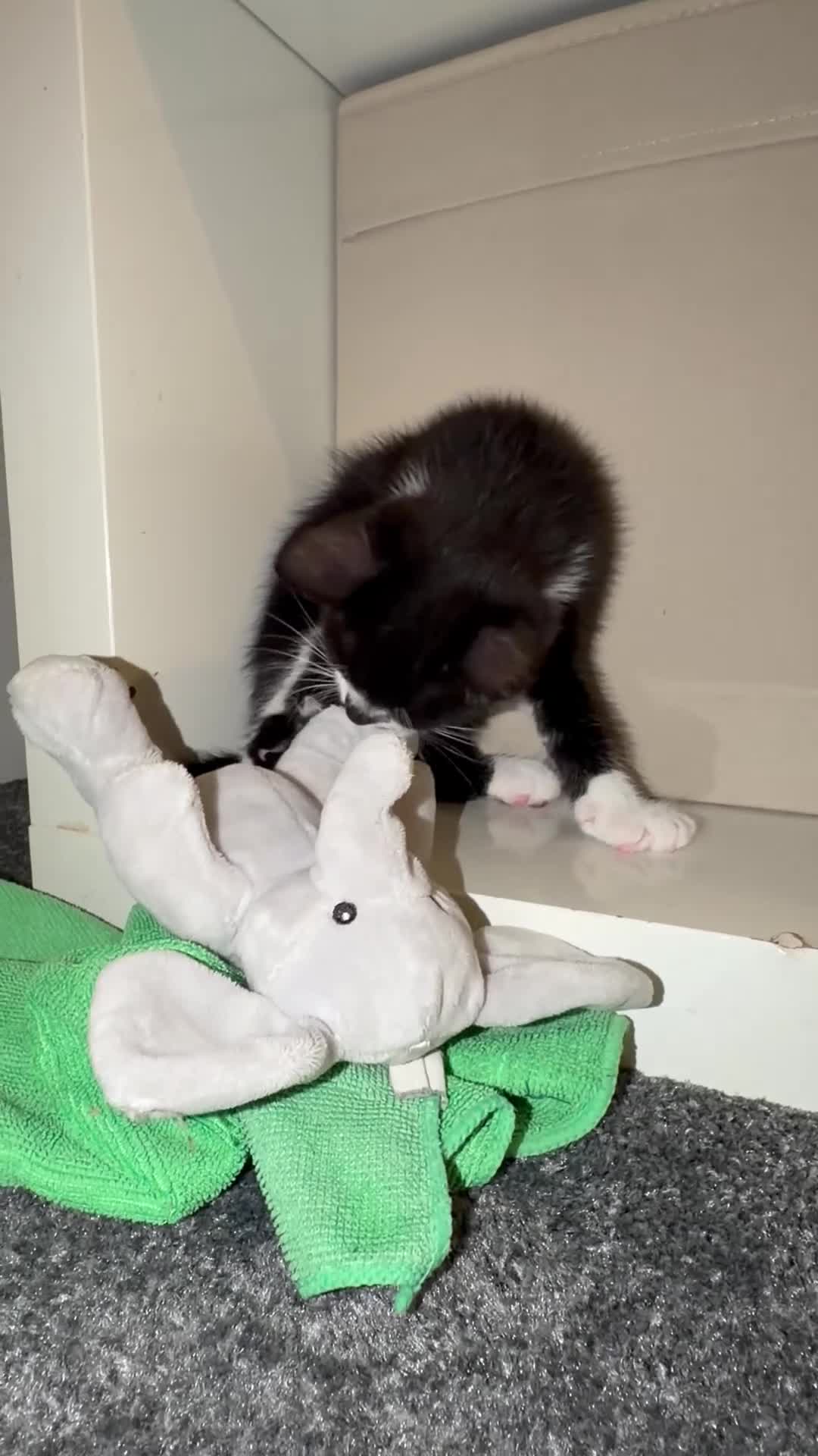 Mixed Breed cats for sale:  Curious mixed breed kitten for sale!!!! in London - Video 3