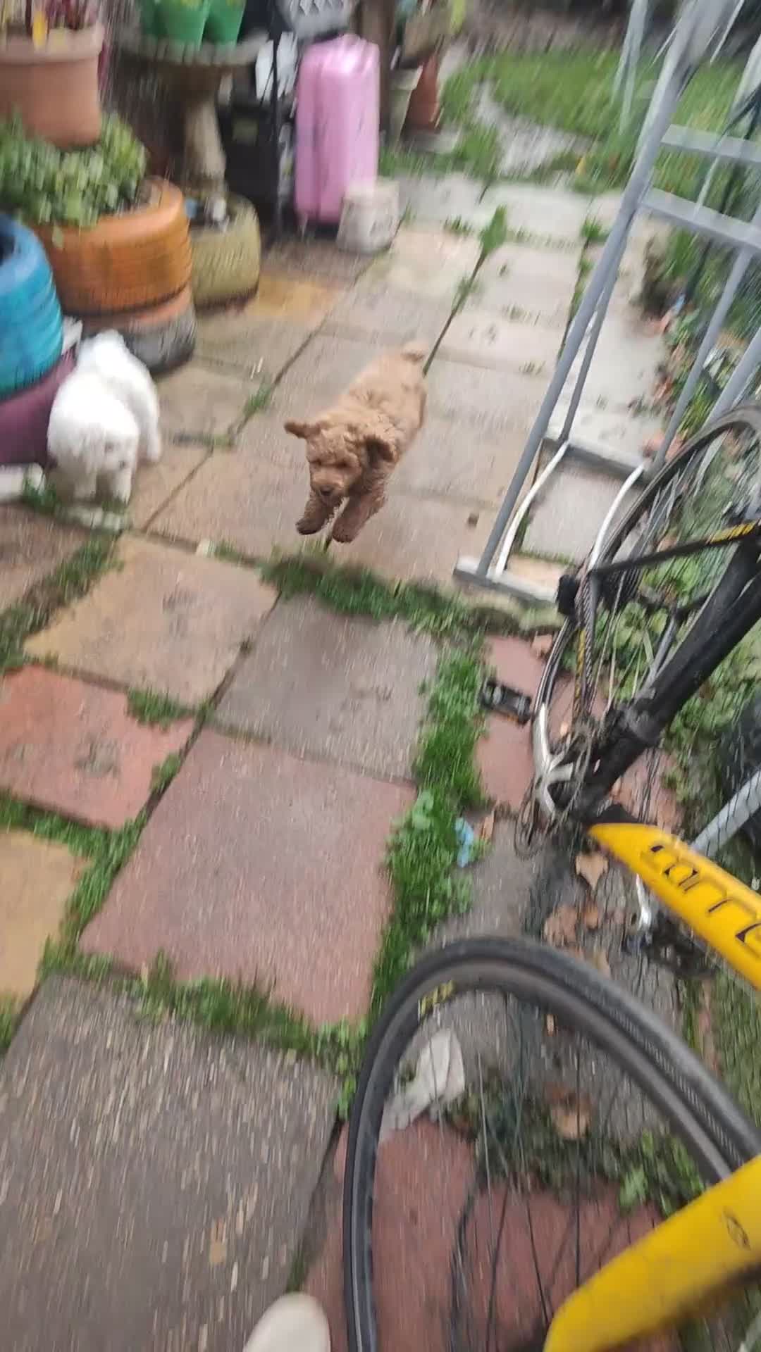 Cockapoo dogs for sale: Cockapoo - Video 2