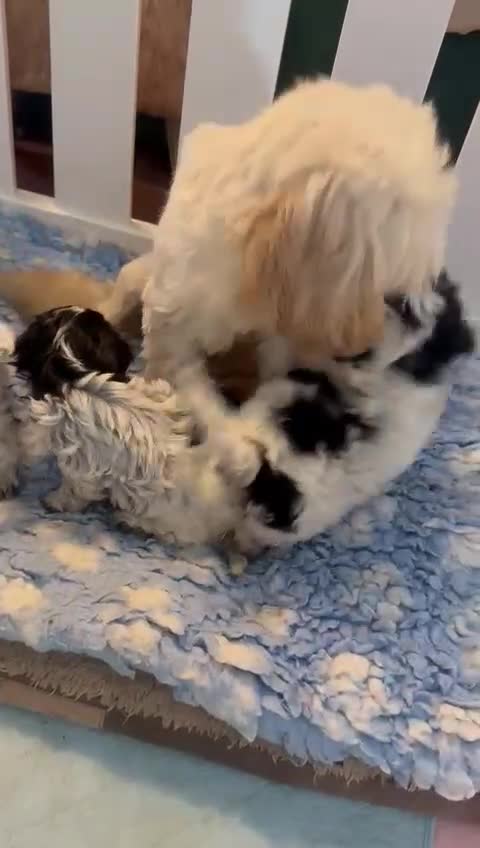 Cavapoo dogs for sale: Gorgeous Parti Colour Cavapoos 🖤 - Video 1