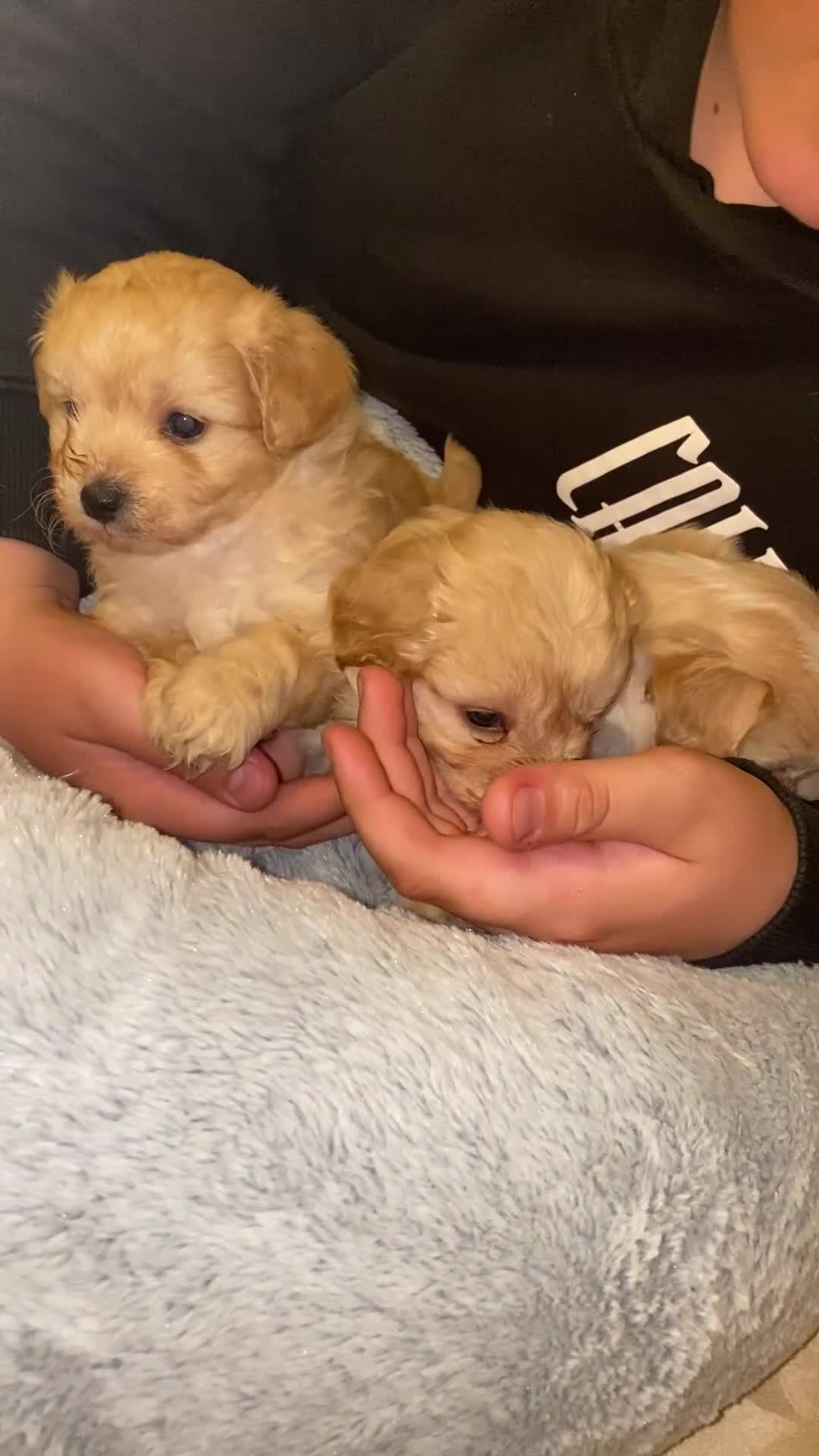 Maltipoo dogs for sale: Adorable Red & Biscuit Girl Maltipoo Puppies in Battle - Video 2