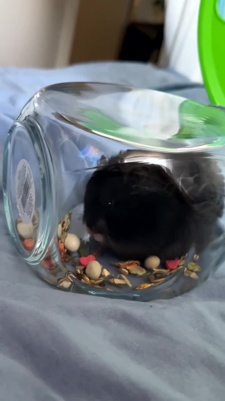 Hamster rodents for sale: Toasty the hamster  in Retford - Video 4