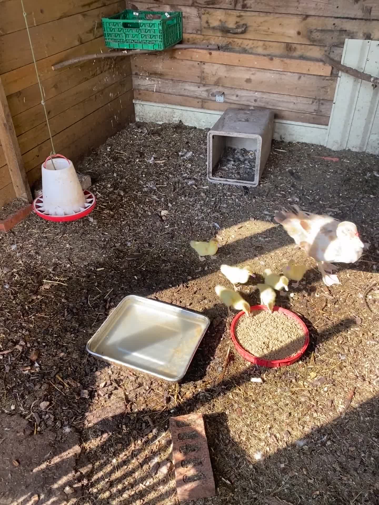 Ducks poultry for sale: Muscovy and 6 ducklings  - Video 1