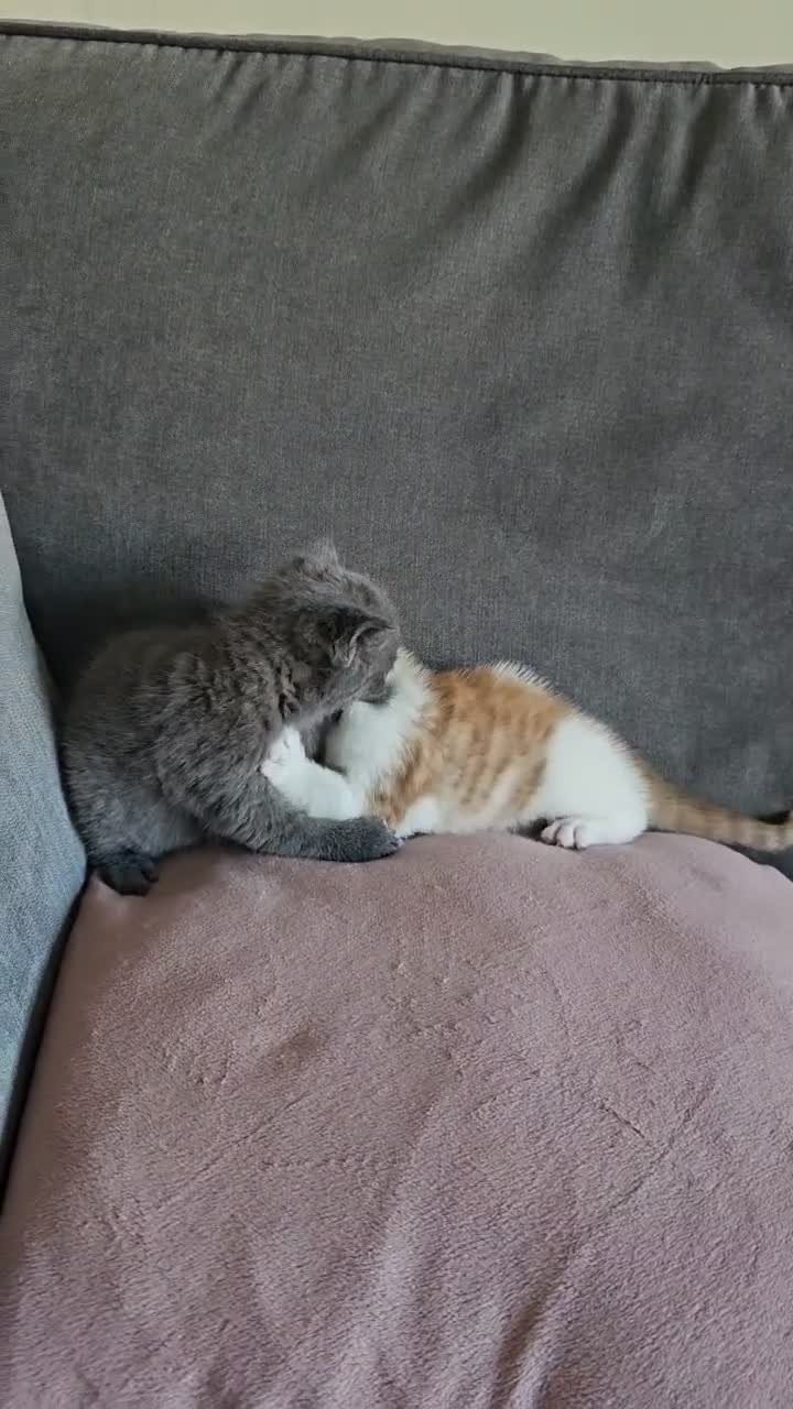 Mixed Breed cats for sale: Kittens for sale - Video 3