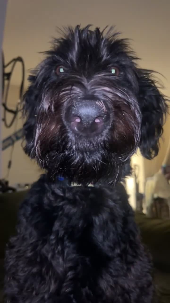 Labradoodle dogs for sale: Fin the labradoodle puppy (7months) - Video 2