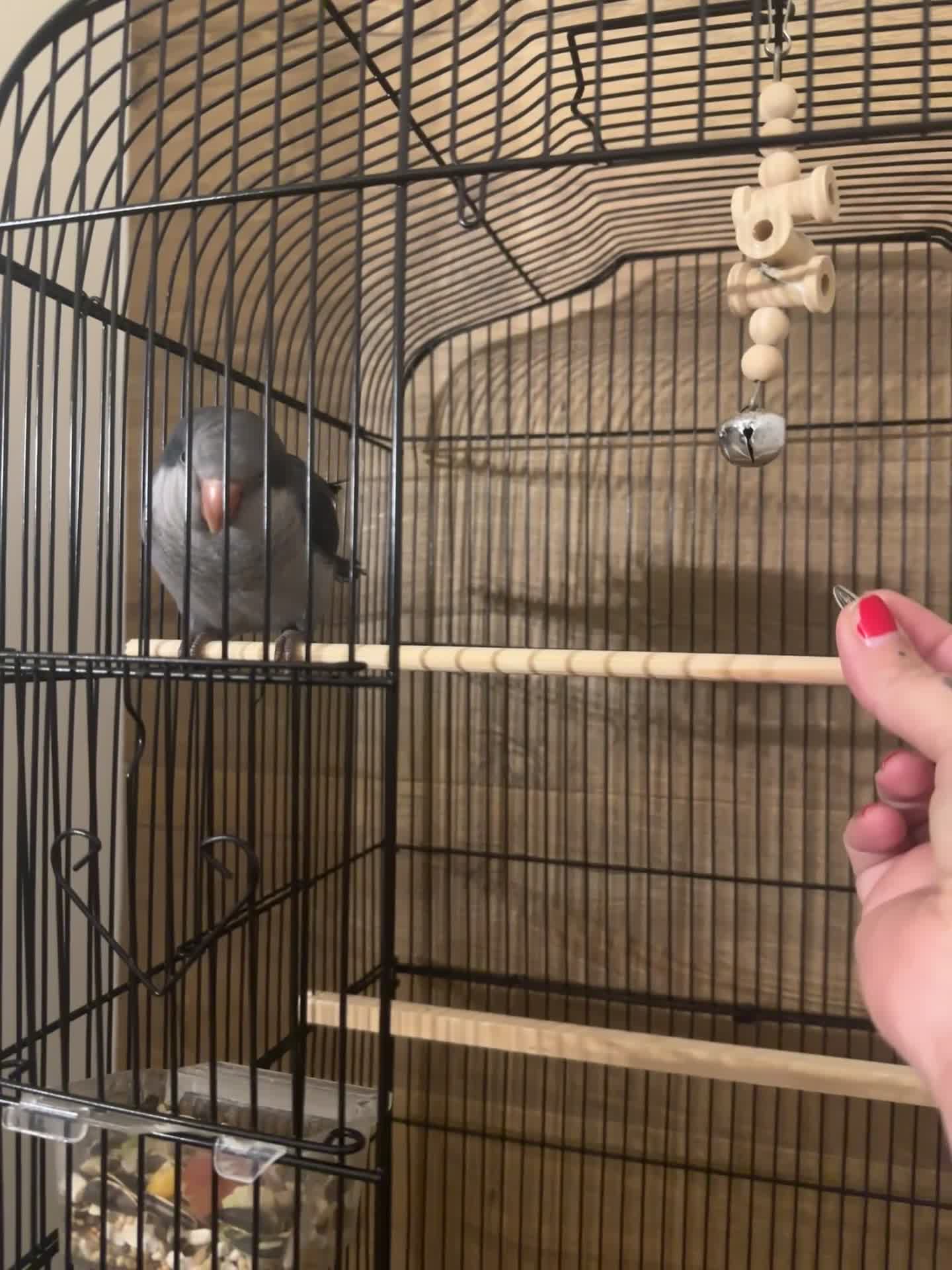 Parrots birds for sale: Beautiful female quacker parrot.  Hand reared  - Video 3