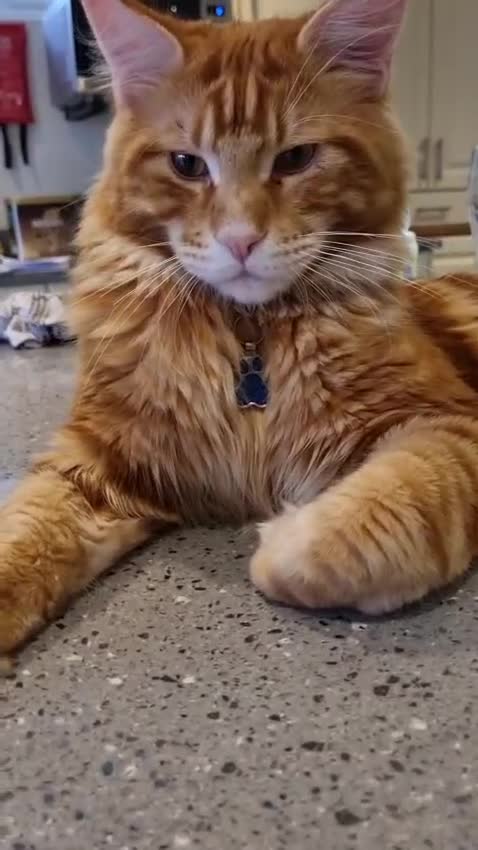 Maine Coon cats for stud: Tica Registered Stud available for stud services  - Video 2