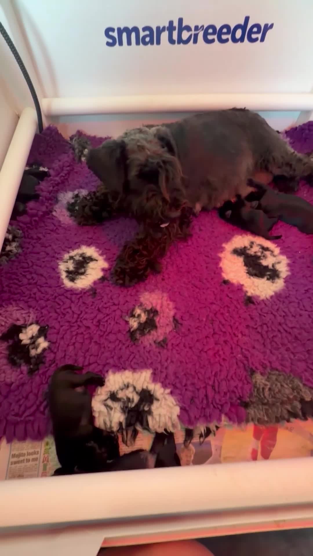 Miniature Schnauzer dogs for sale: Stunning black litter - Video 1
