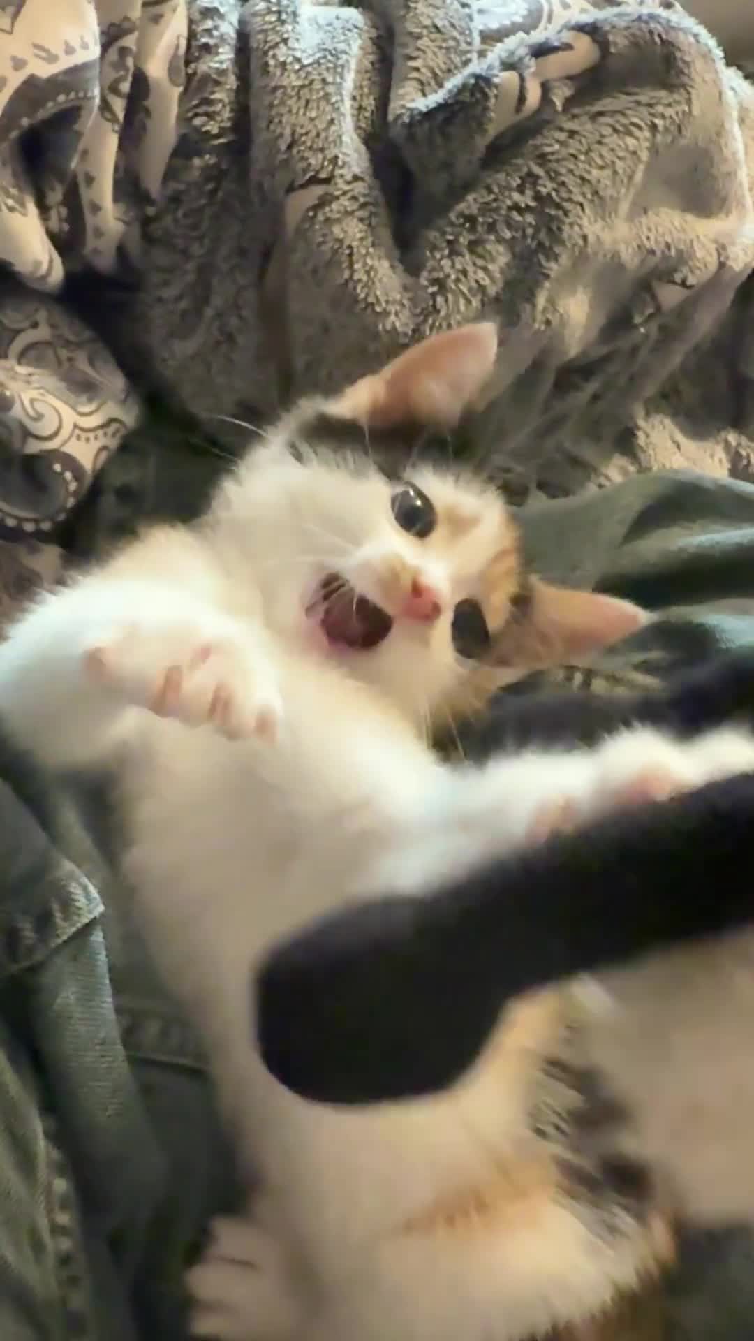 Mixed Breed cats for sale: Calico kitten female - Video 1