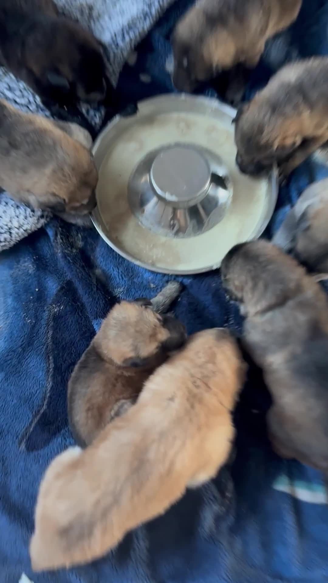 German Shepherd dogs for sale: German Shepherd Puppies  - Video 1