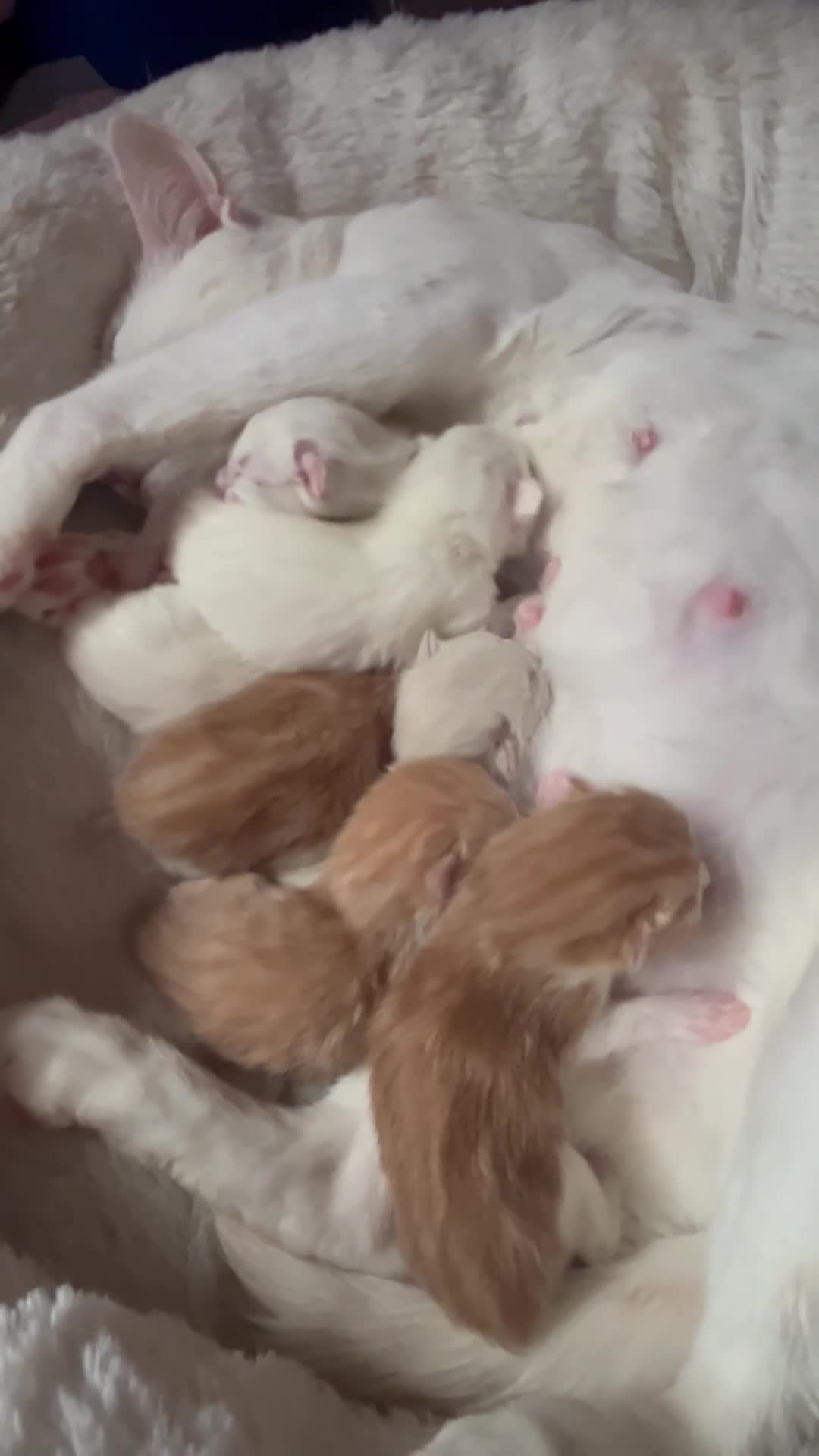 Khao Manee cats for sale: White softest/ cutest/luckyest Cat ever seen - Video 1