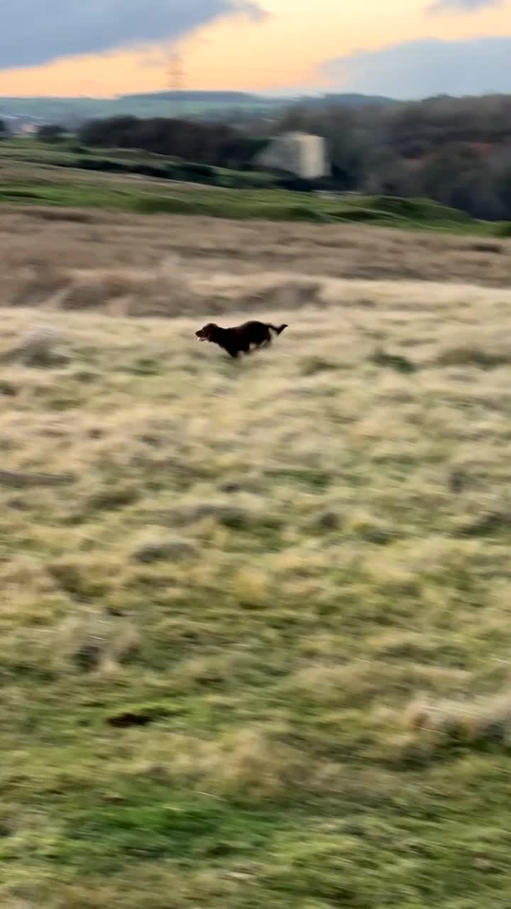 Cocker Spaniel dogs for sale: Lovely full of life male chocolate cocker spaniel. - Video 2