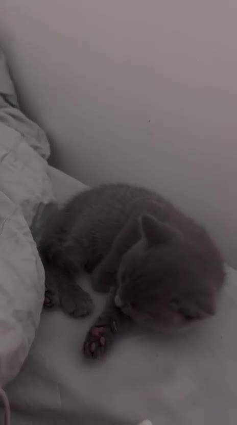 Russian Blue cats for sale: Beautiful pedigree boy - Video 5