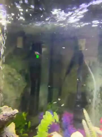 Mollies fish for sale: Baby mollie fry  - Video 1
