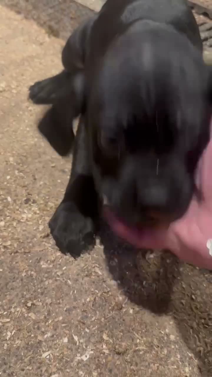 Cane Corso dogs for sale: Beautiful Pure Cane Corso Puppies - Video 1