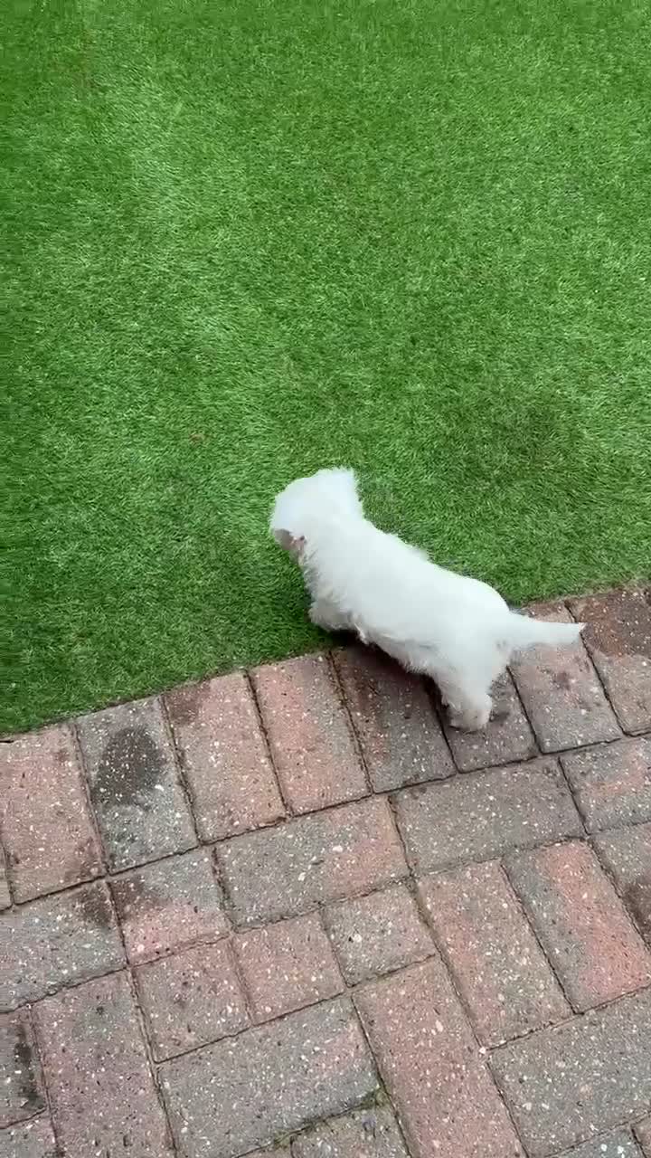 West Highland Terrier dogs for sale: West highland terrier puppies  - Video 2