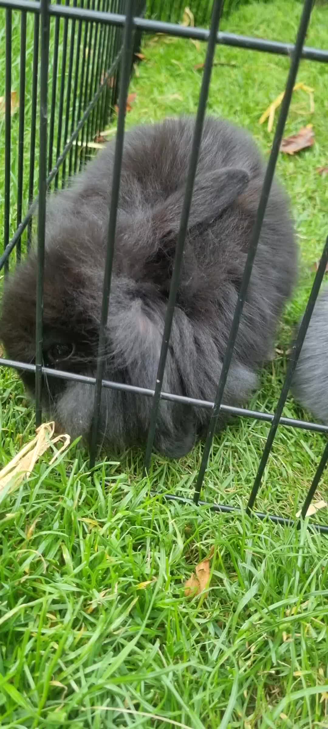 Mini Lop rabbits for sale: 5 x Mini Lion Lop Born 1 August collect 1 October in Dorchester - Video 1