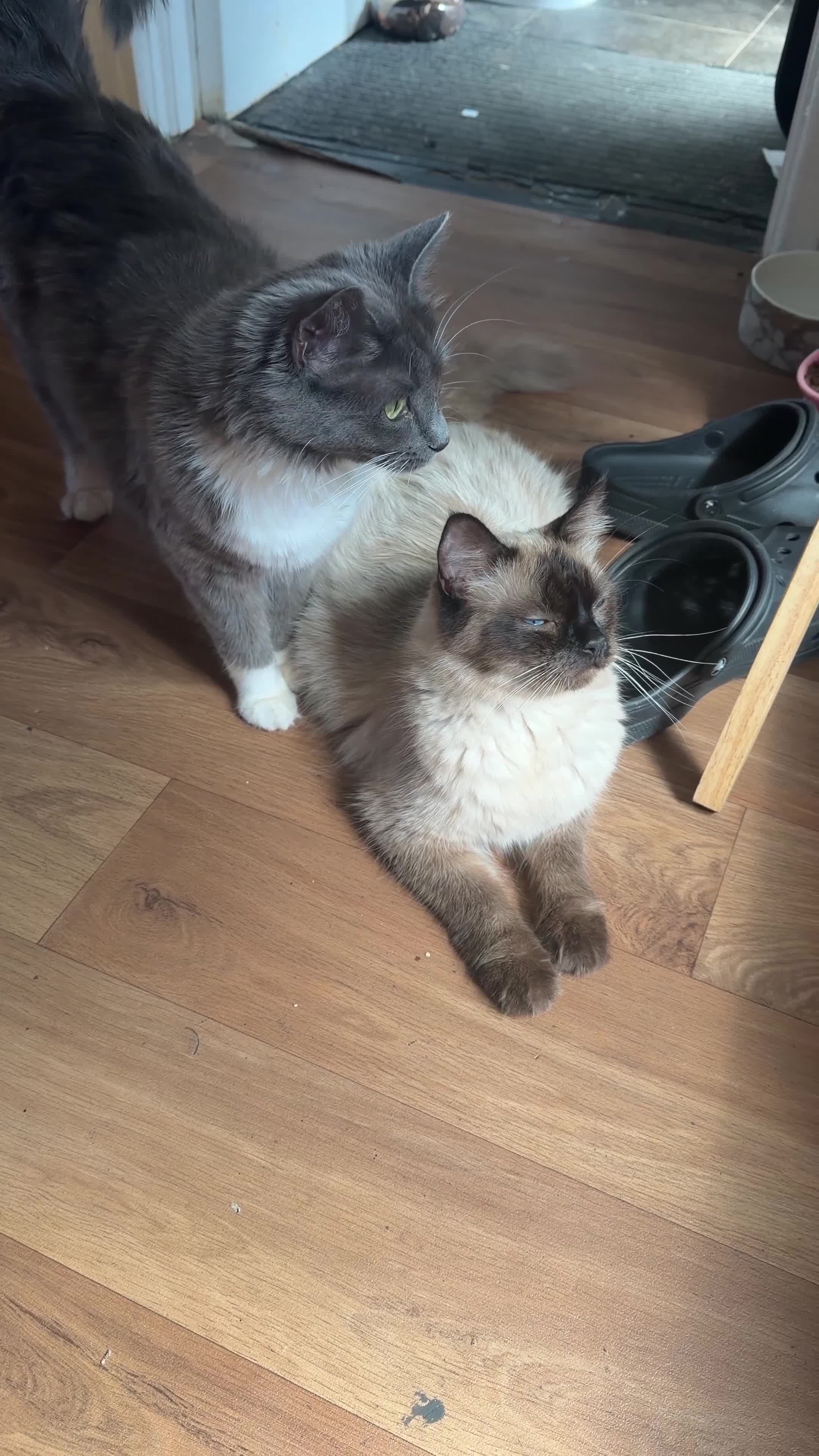 Ragdoll cats for sale: Mink ragdoll kittens  - Video 1