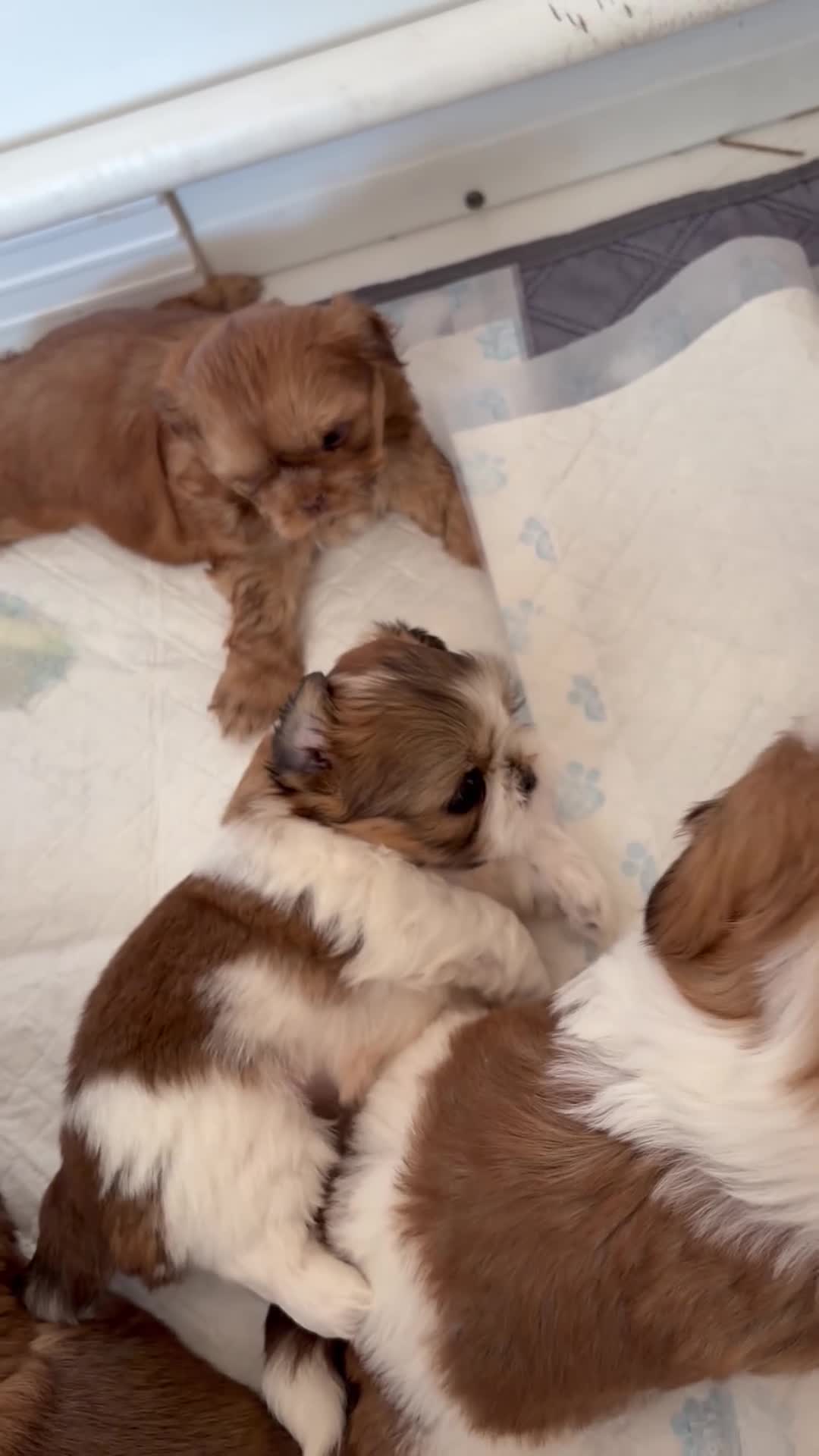 Shih Tzu dogs for sale: Beautiful pure Shih Tzu puppies  - Video 2