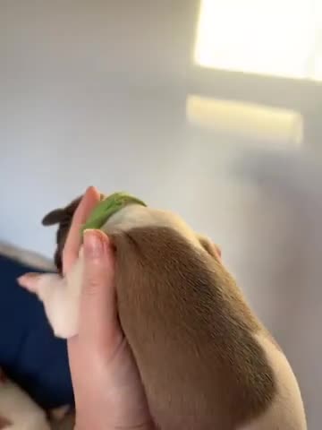 Whippet dogs for sale: 🌟 quality KC whippet pups 🌟 - Video 5