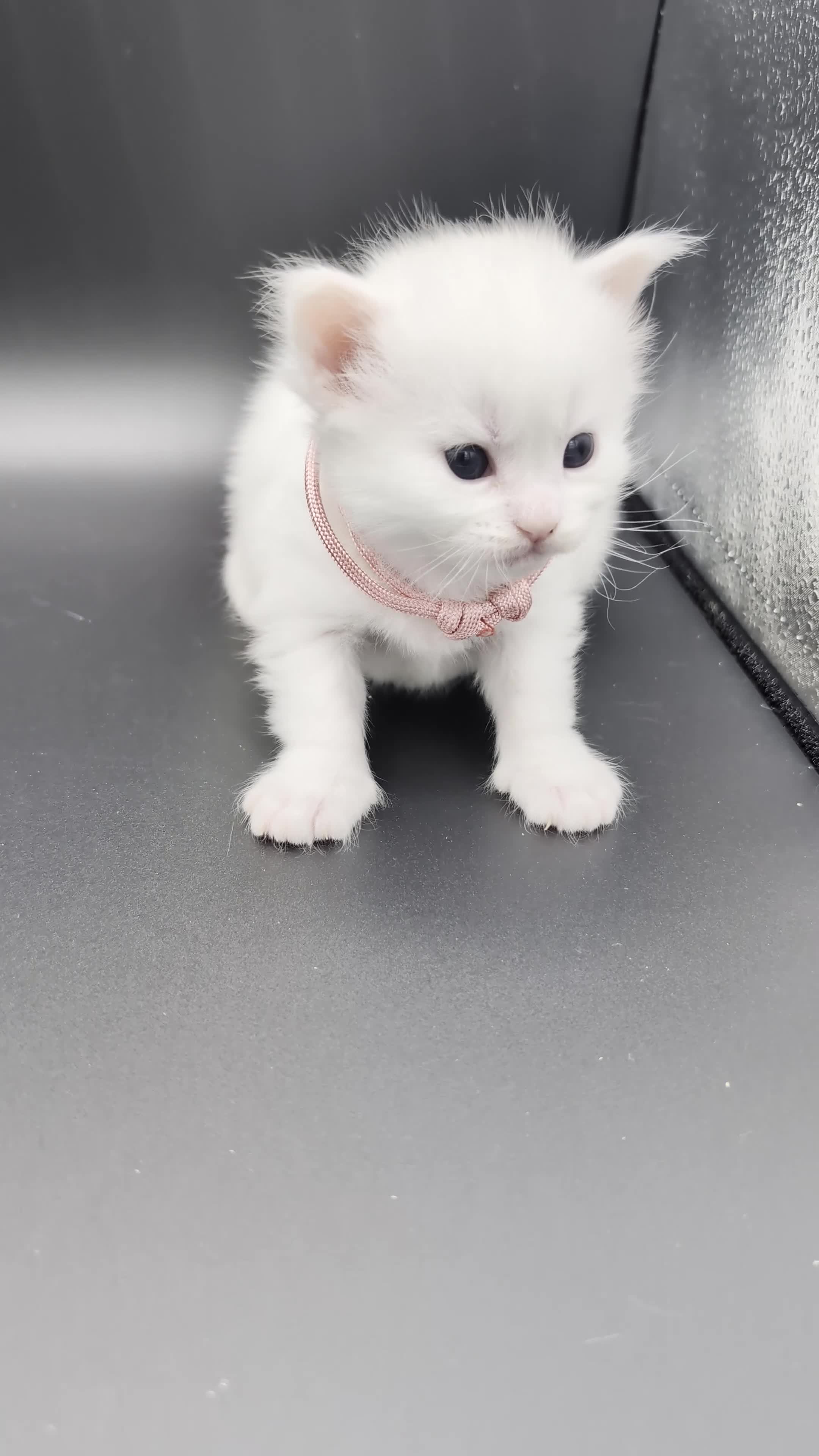 Maine Coon cats for sale: Pedigree Cute Mainecoon Kittens TICA Registered  in Hull - Video 5