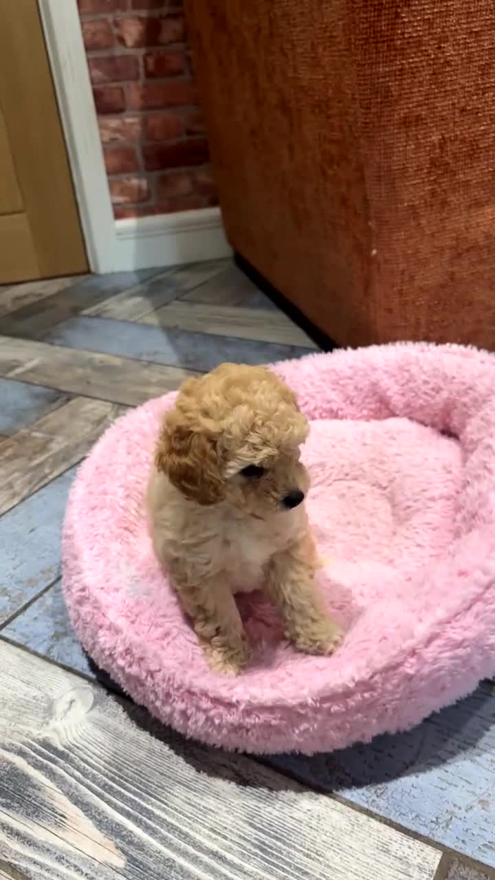 Cavapoo dogs for sale: 💙READY NOW💙  male cavapoo FHT  - Video 3