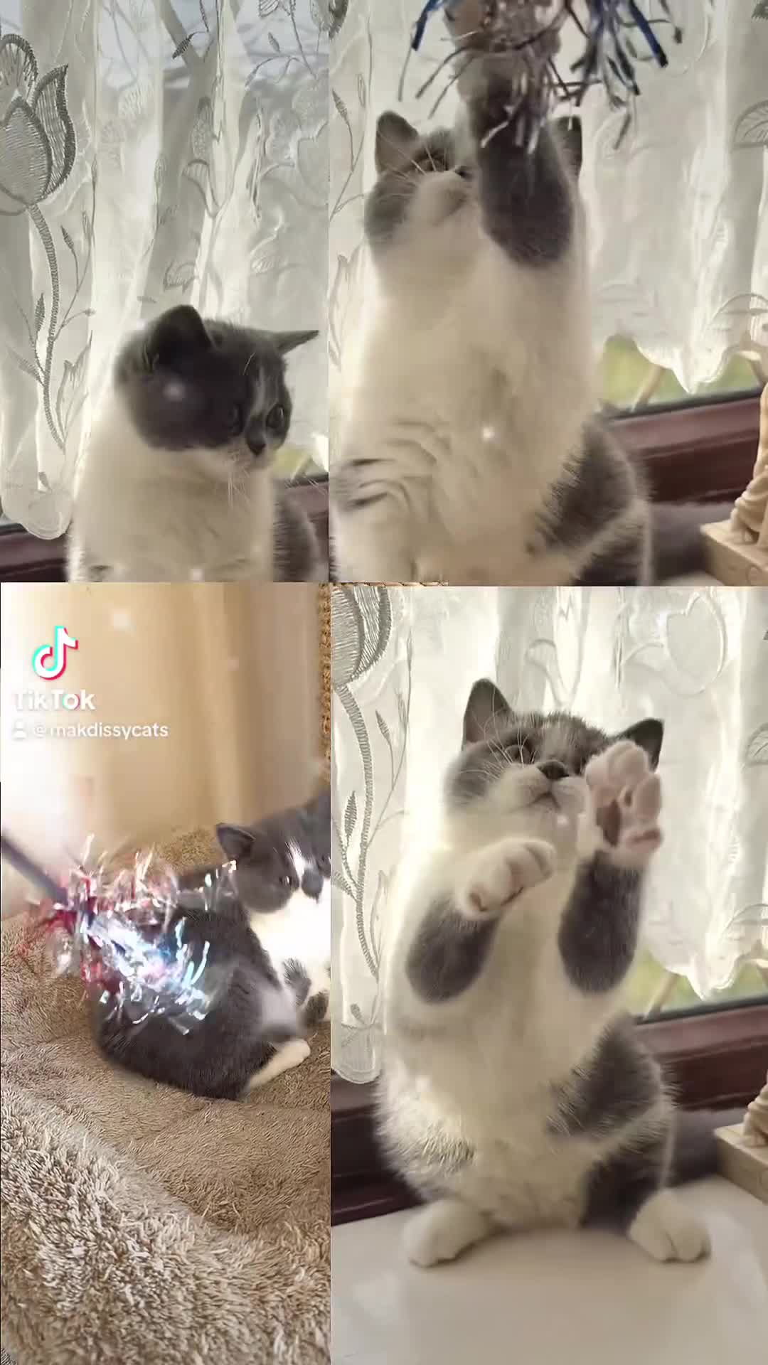 British Shorthair cats for sale: Stunning litter of kittens  - Video 1