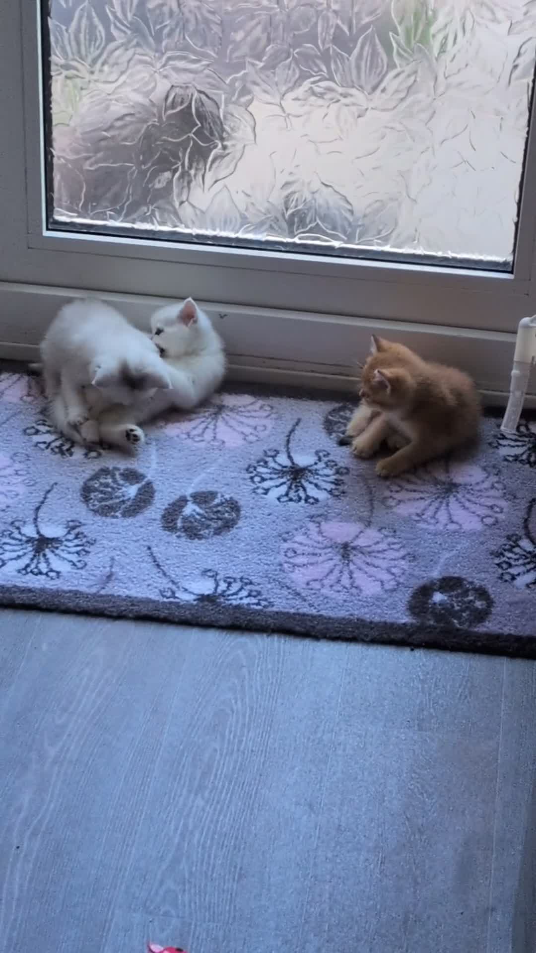 British Shorthair cats for sale: Beautiful 5 kittens  - Video 2